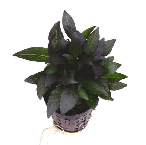 Hygrophila mini en pot